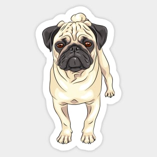 Fawn pug Dog Sticker